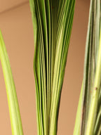 Large Coconut Palm