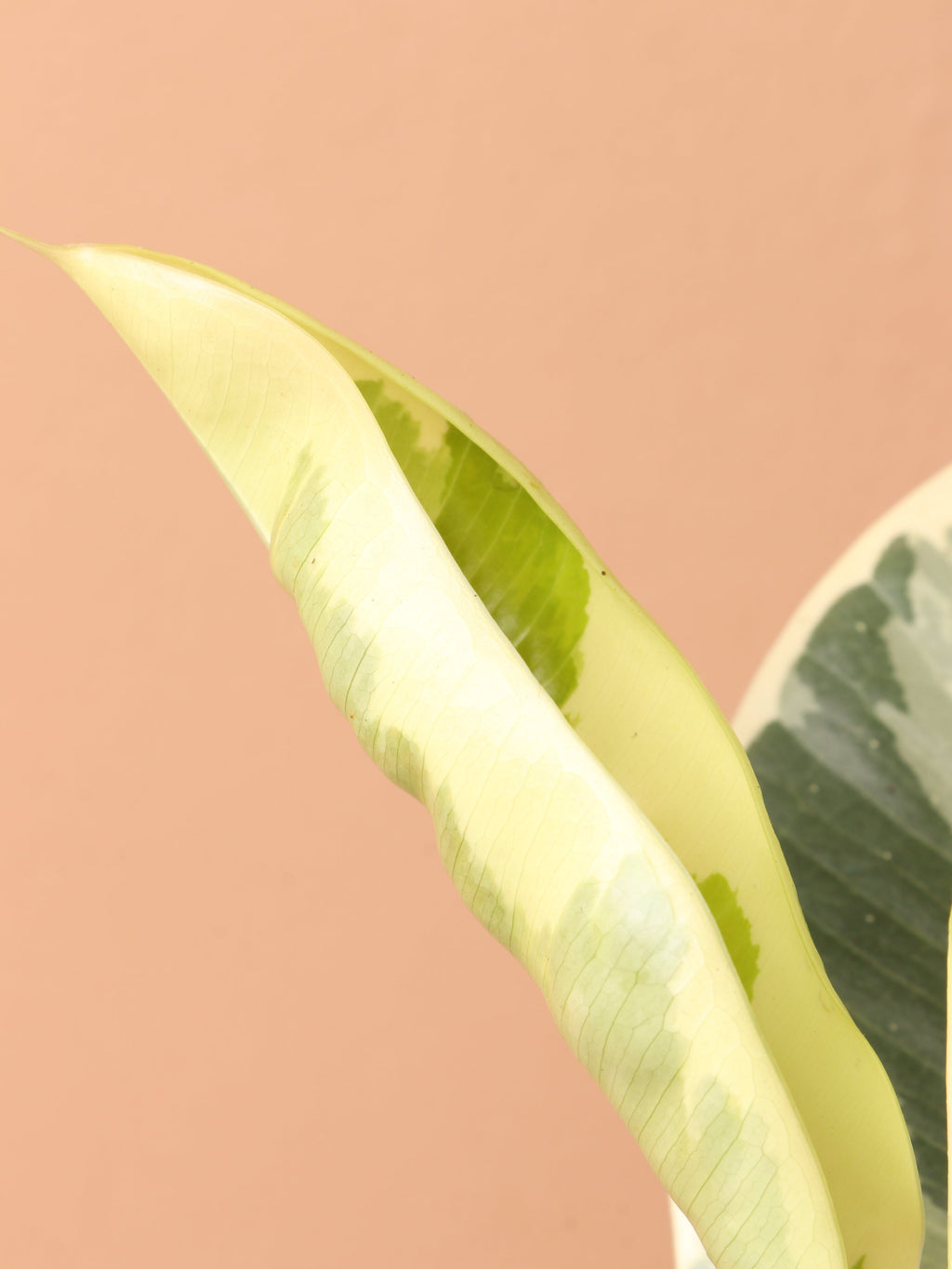 Medium Ficus 'Tineke'