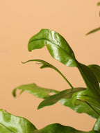 Medium Kangaroo Paw Fern