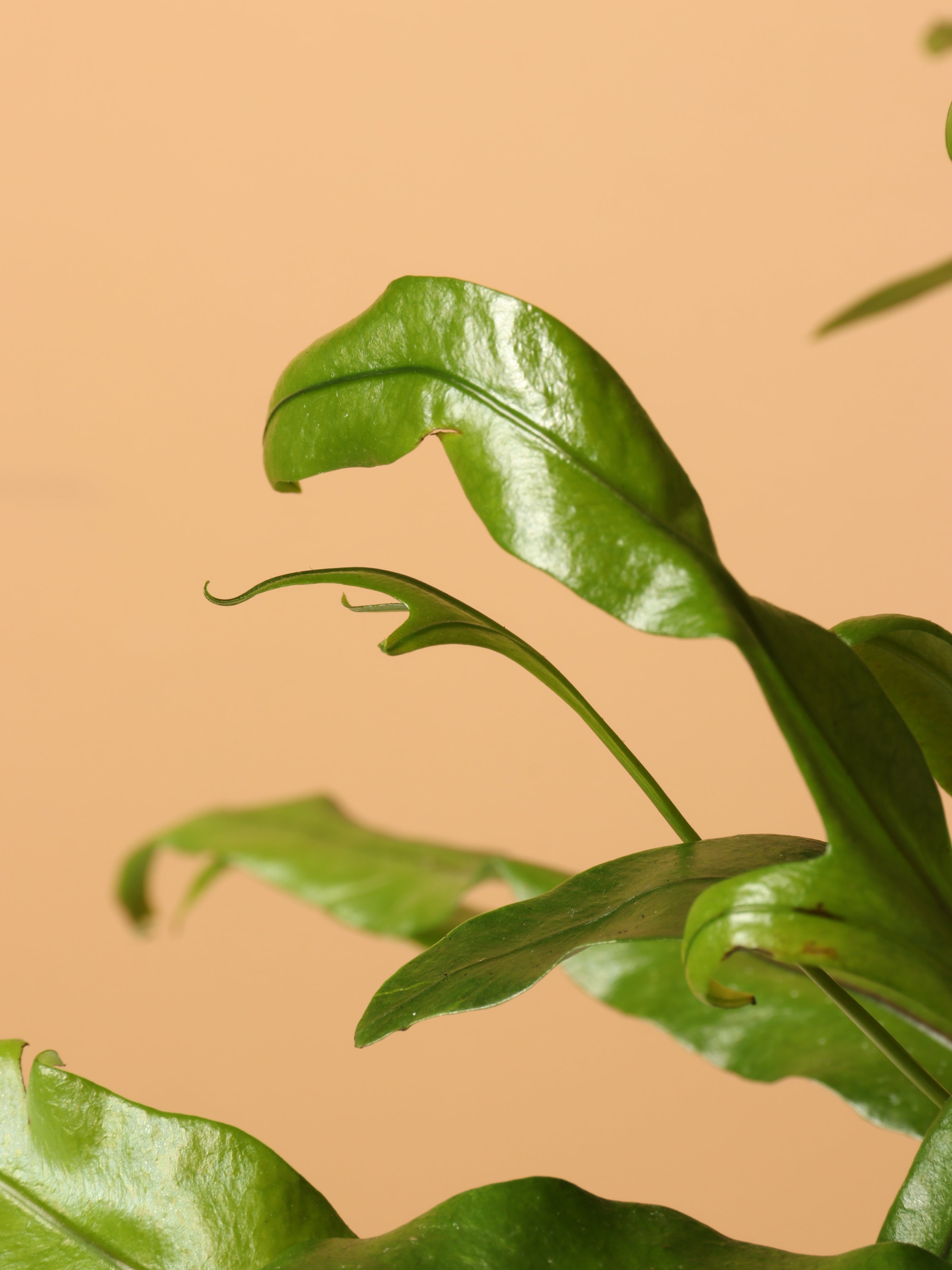 Medium Kangaroo Paw Fern
