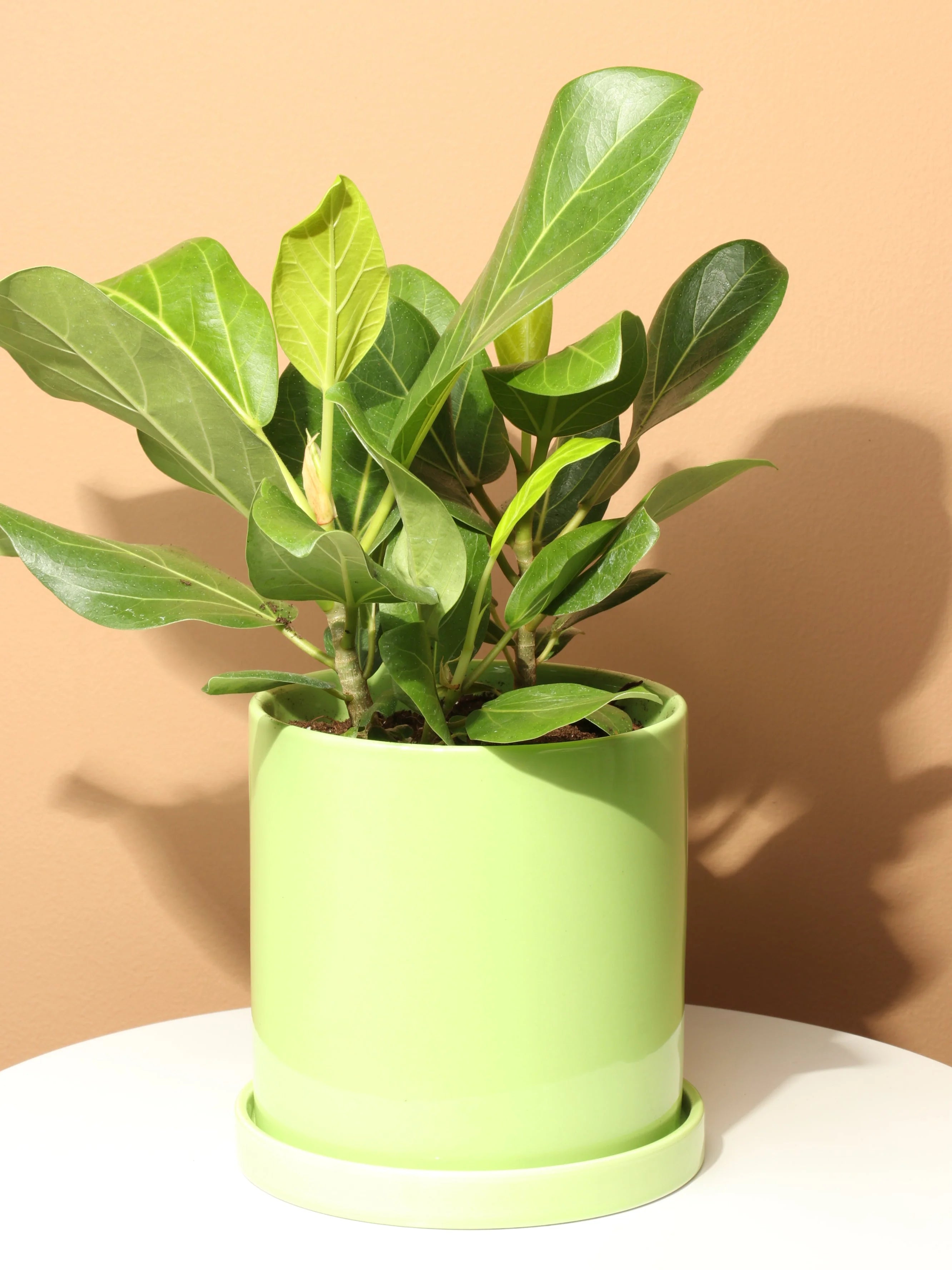 Medium Ficus Audrey