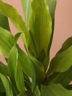 Medium Dracena Janet Craig 'Limelight'