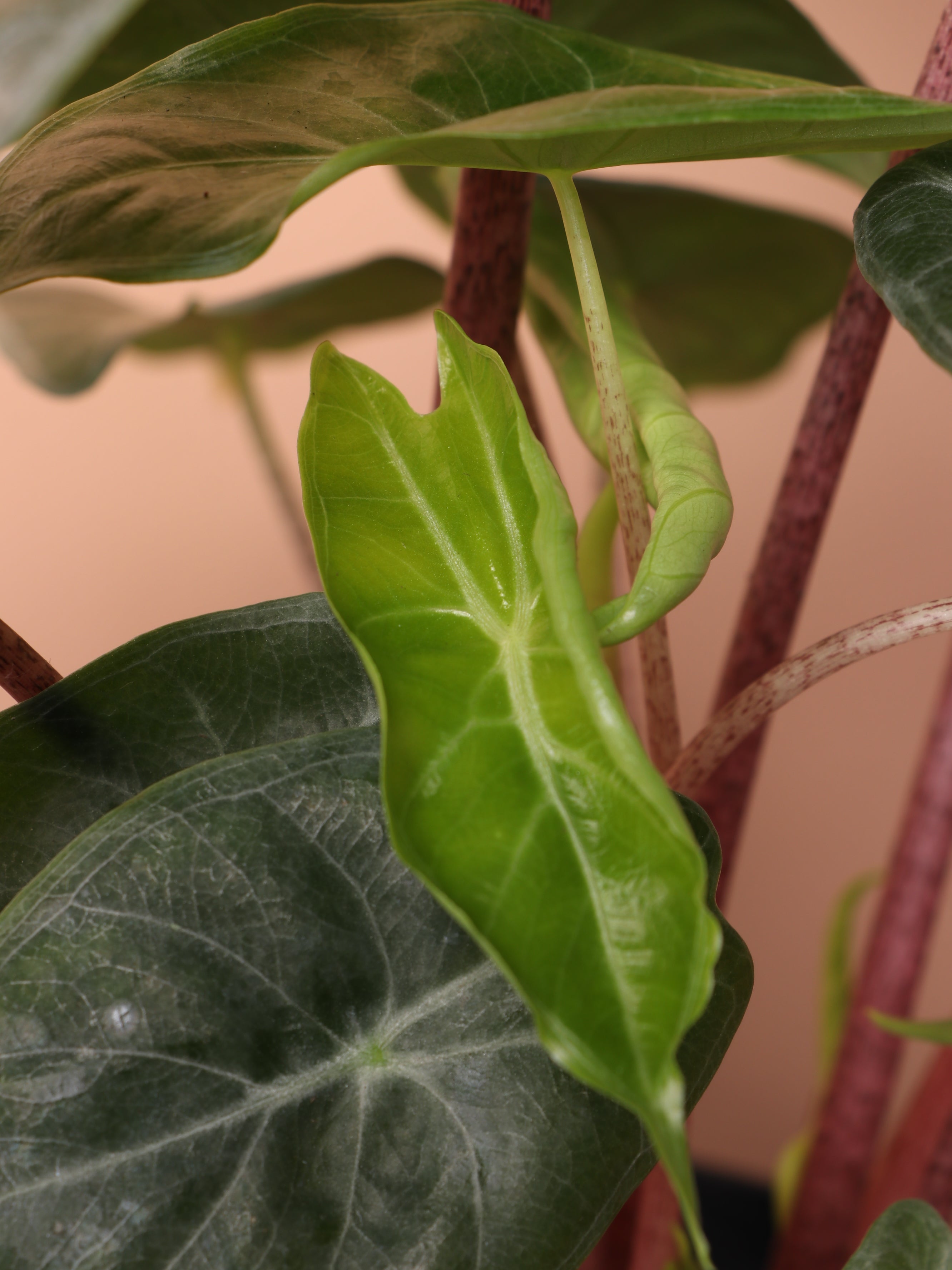 Medium Alocasia 'Pink Dragon'
