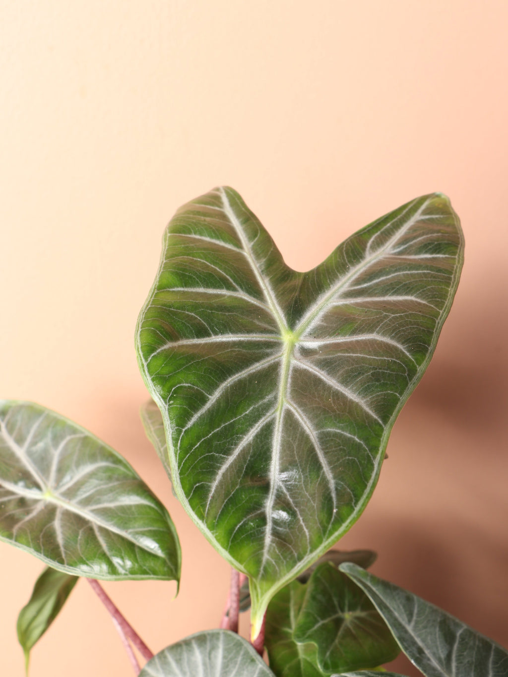 Medium Alocasia 'Pink Dragon'
