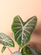 Medium Alocasia 'Pink Dragon'