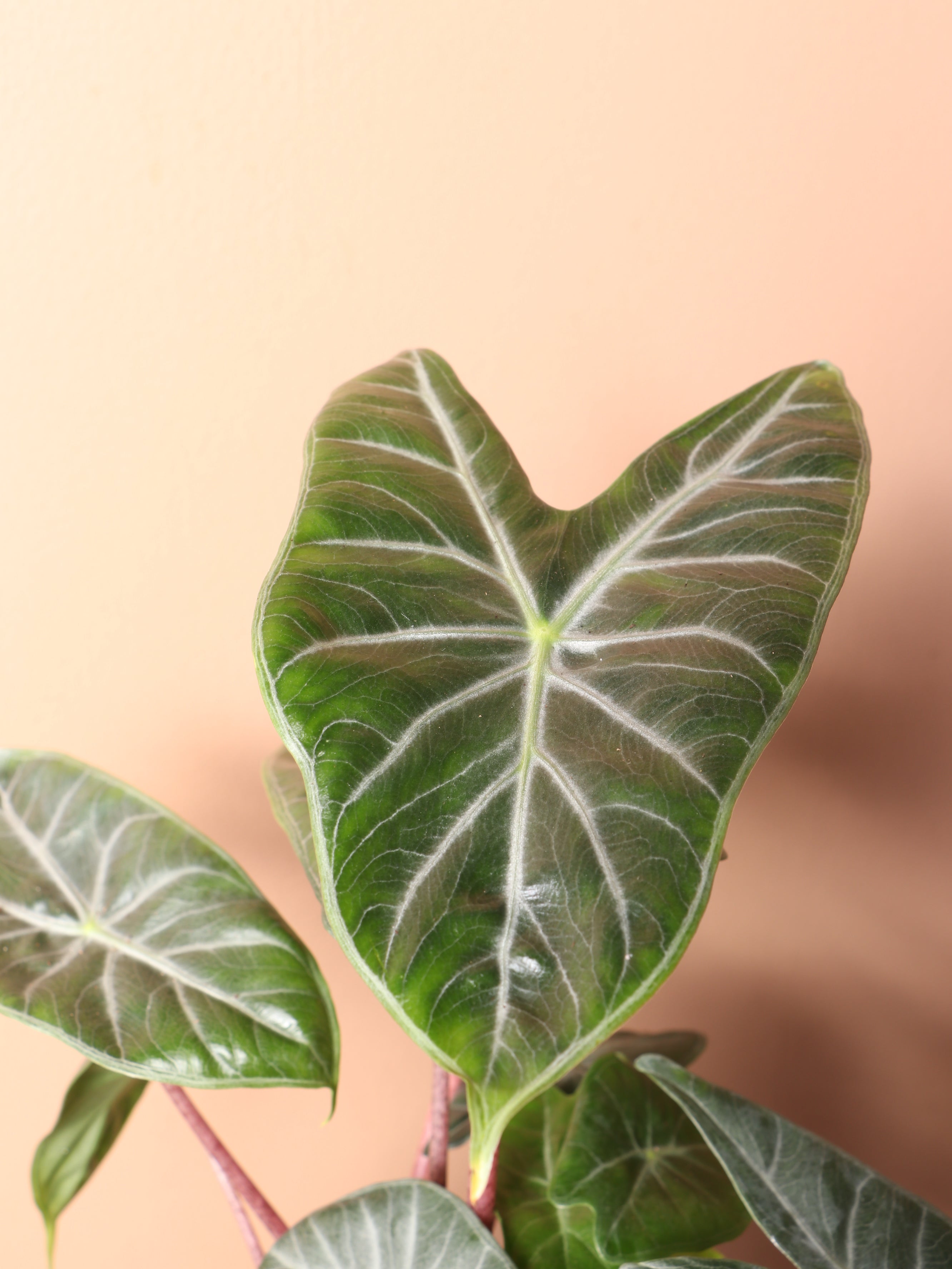 Medium Alocasia 'Pink Dragon'