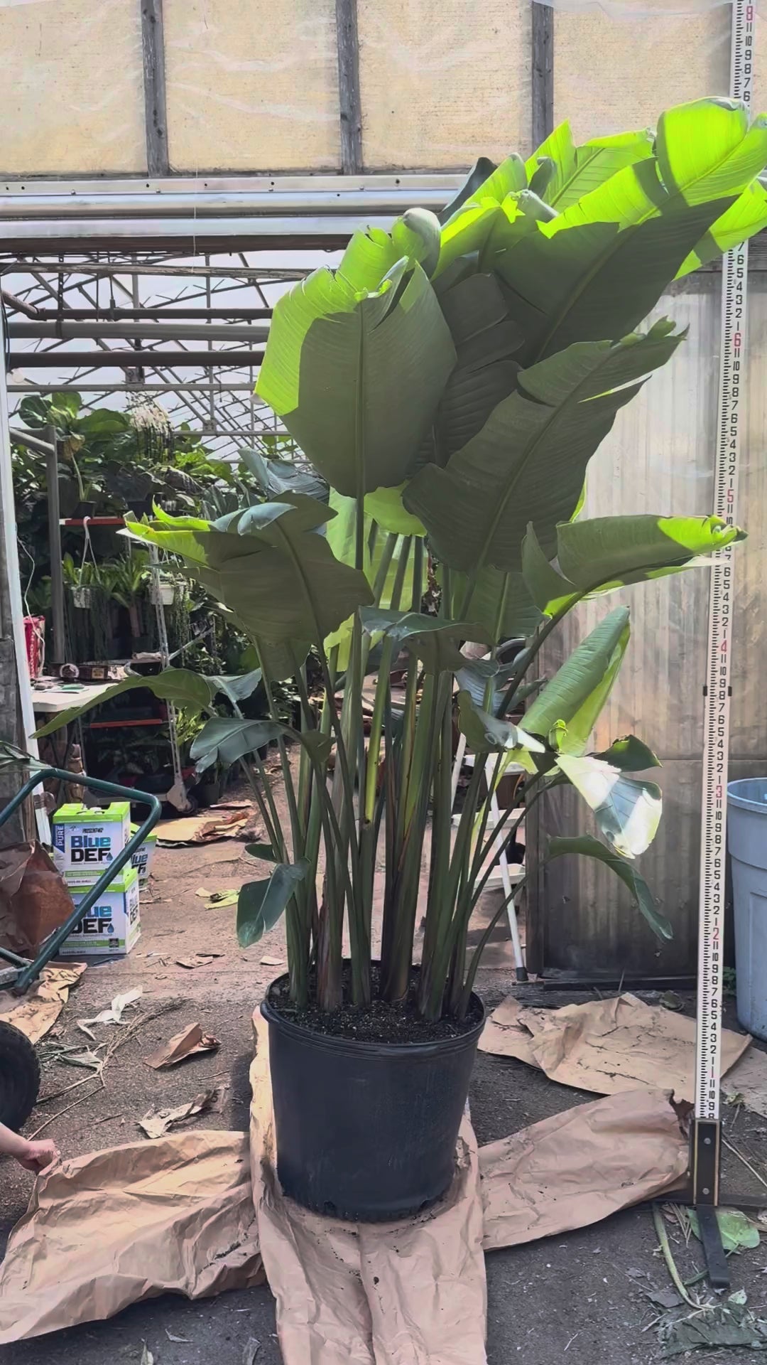 Huge Bird of Paradise