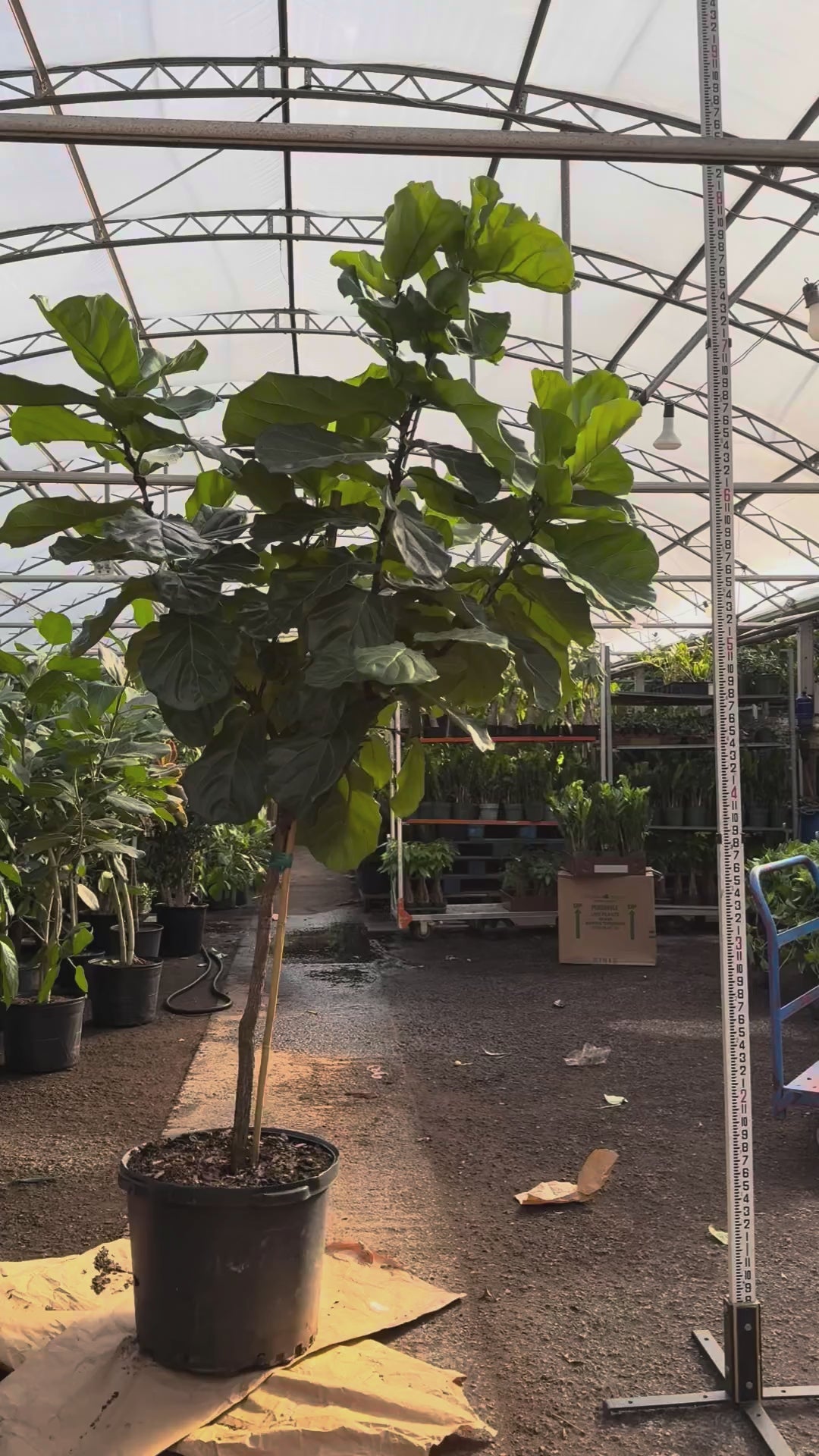 Huge Fiddle Leaf Fig