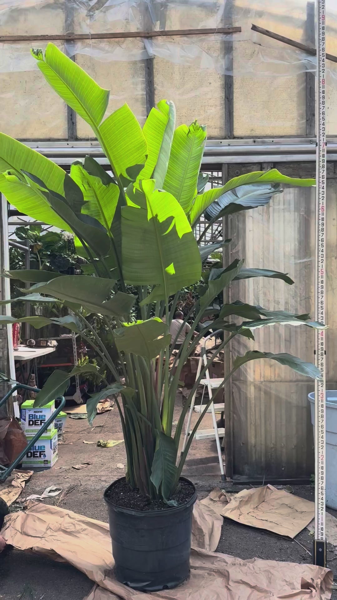 Huge Bird of Paradise