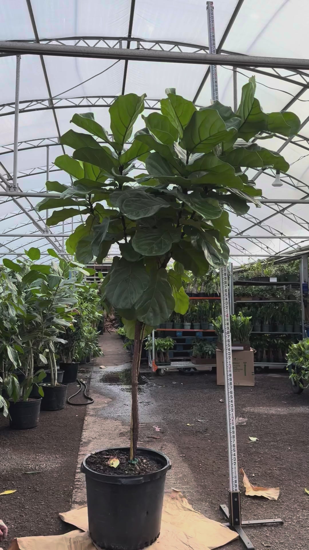 Huge Fiddle Leaf Fig