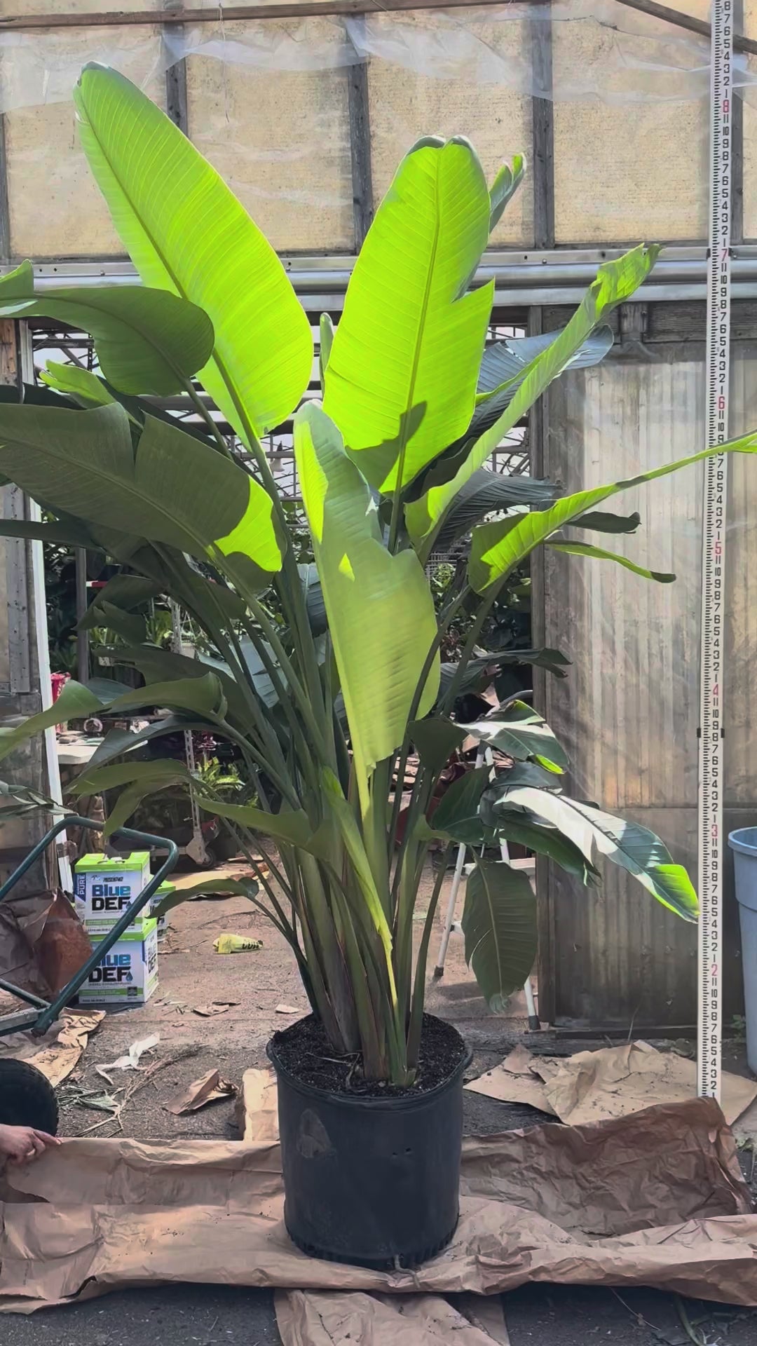Huge Bird of Paradise